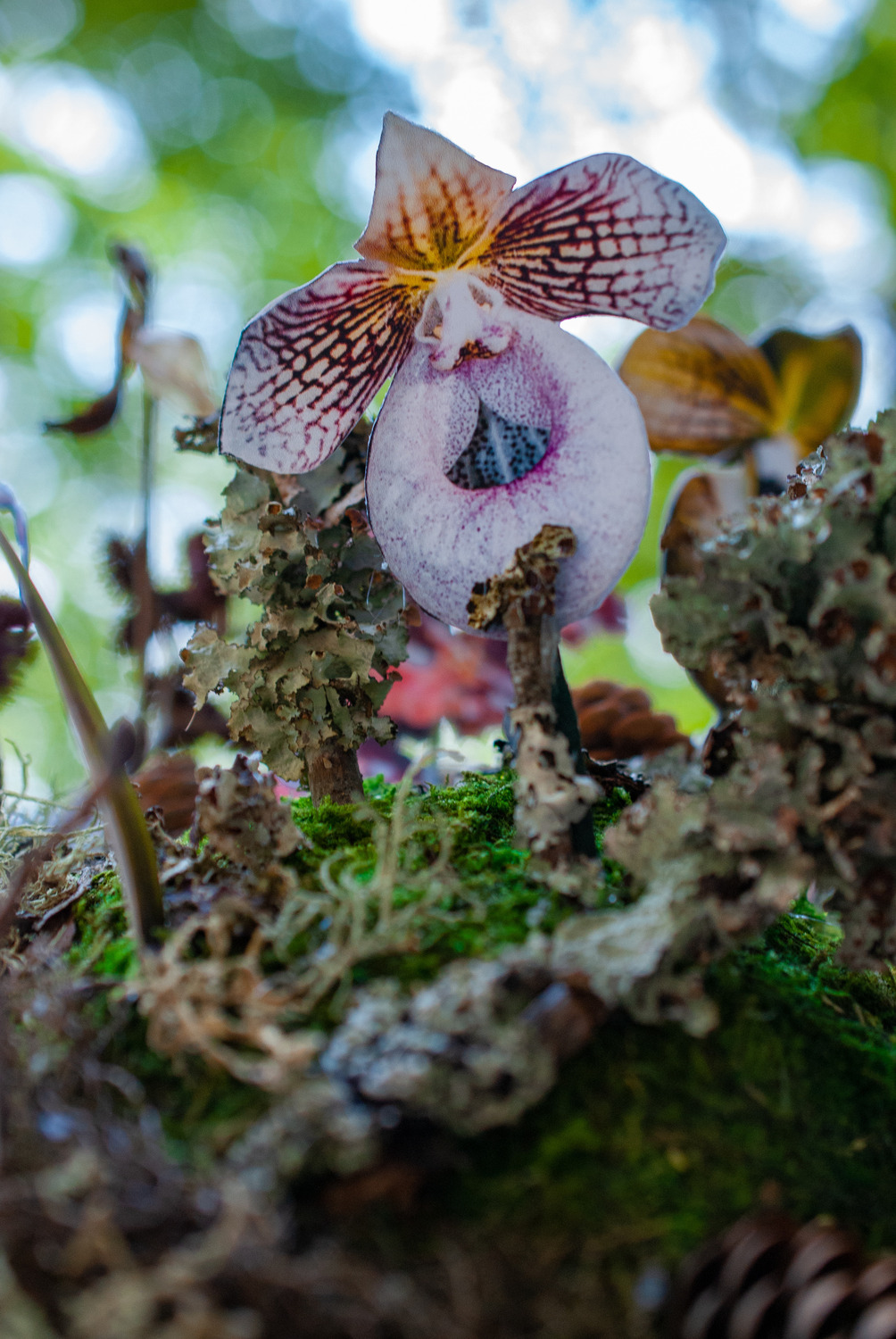 Assemblage - Earthsong