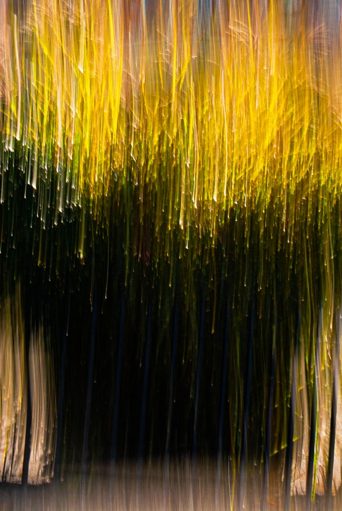 EVERYTHING BREATHES - 8