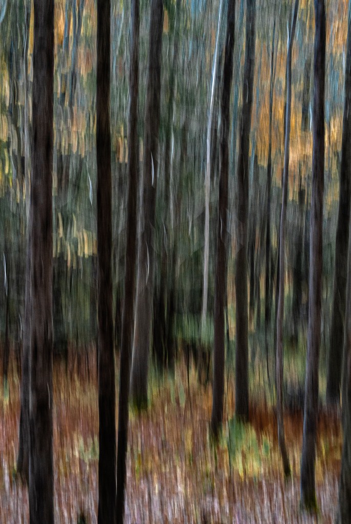 EVERYTHING BREATHES - 15