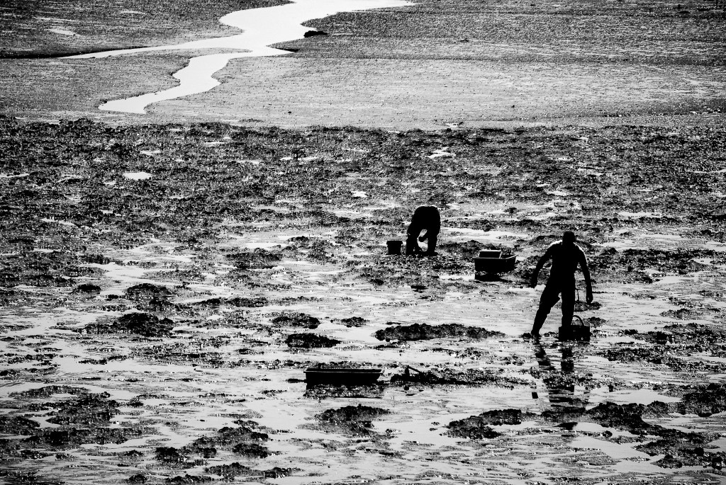 de Mauriac_In it for the Clams